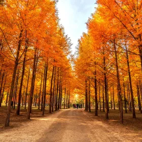 Crazy Sale Korea - Seoul & Nami Island 5D3N
