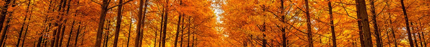 Crazy Sale Korea - Seoul & Nami Island 5D3N